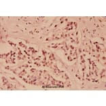 Anti-IKB-ε (D17) Antibody from Bioworld Technology (BS1191) - Antibodies.com