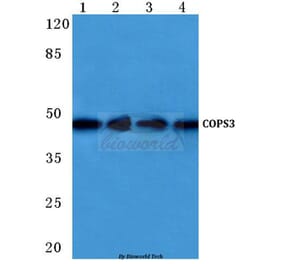 Anti-COPS3 (M408) Antibody from Bioworld Technology (BS1192) - Antibodies.com