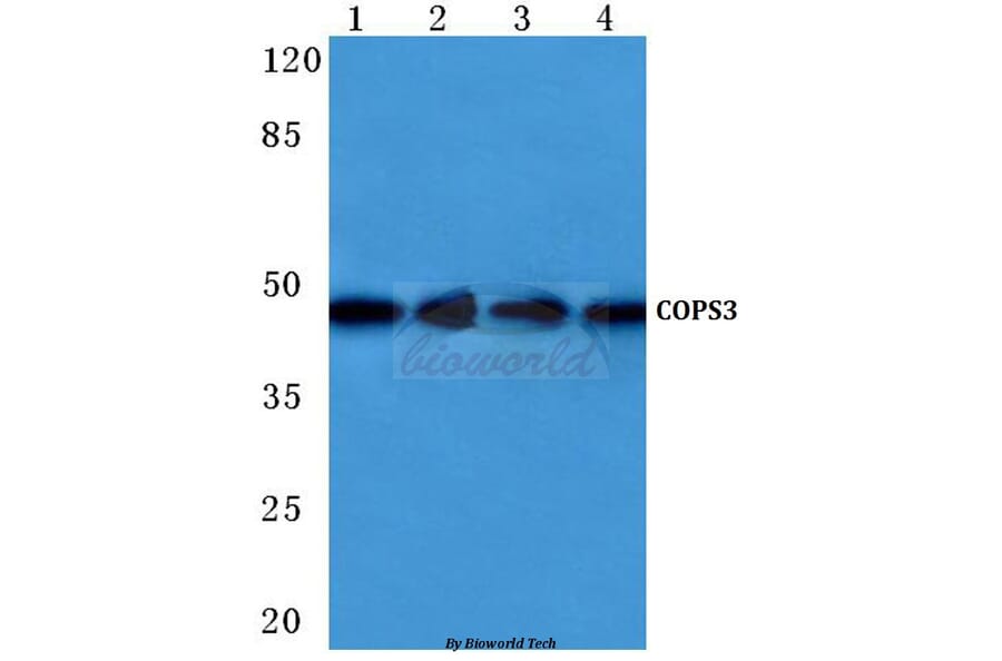 Anti-COPS3 (M408) Antibody from Bioworld Technology (BS1192) - Antibodies.com