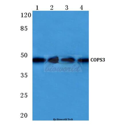 Anti-COPS3 (M408) Antibody from Bioworld Technology (BS1192) - Antibodies.com