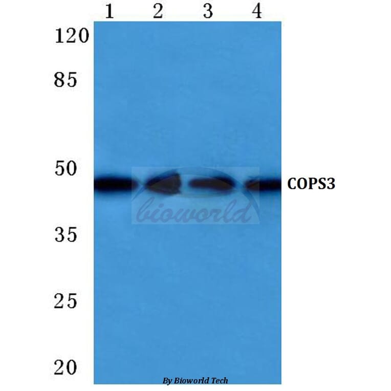Anti-COPS3 (M408) Antibody from Bioworld Technology (BS1192) - Antibodies.com