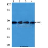 Anti-COPS3 (M408) Antibody from Bioworld Technology (BS1192) - Antibodies.com