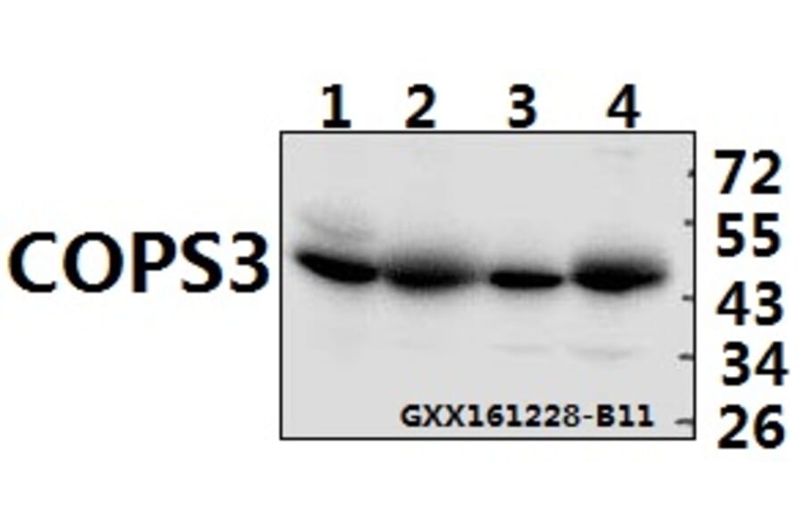 Anti-COPS3 (M408) Antibody from Bioworld Technology (BS1192) - Antibodies.com