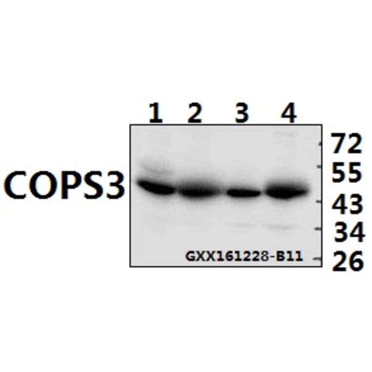 Anti-COPS3 (M408) Antibody from Bioworld Technology (BS1192) - Antibodies.com