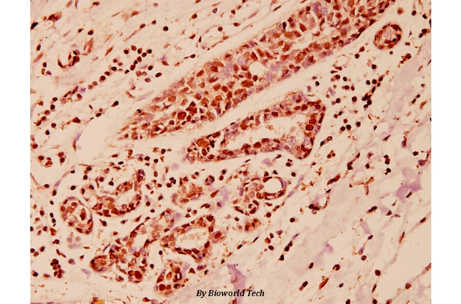 Anti-COPS3 (M408) Antibody from Bioworld Technology (BS1192) - Antibodies.com