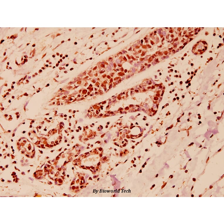 Anti-COPS3 (M408) Antibody from Bioworld Technology (BS1192) - Antibodies.com