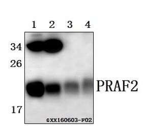 Anti-PRAF2 (L166) Antibody from Bioworld Technology (BS1195) - Antibodies.com