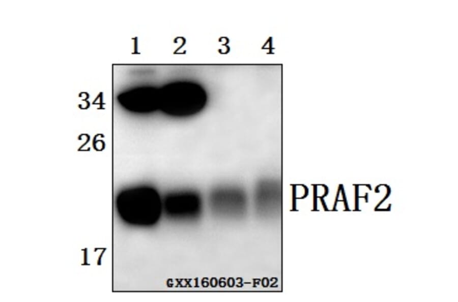 Anti-PRAF2 (L166) Antibody from Bioworld Technology (BS1195) - Antibodies.com
