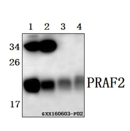 Anti-PRAF2 (L166) Antibody from Bioworld Technology (BS1195) - Antibodies.com