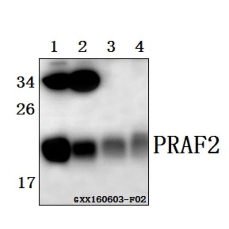 Anti-PRAF2 (L166) Antibody from Bioworld Technology (BS1195) - Antibodies.com