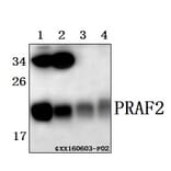 Anti-PRAF2 (L166) Antibody from Bioworld Technology (BS1195) - Antibodies.com