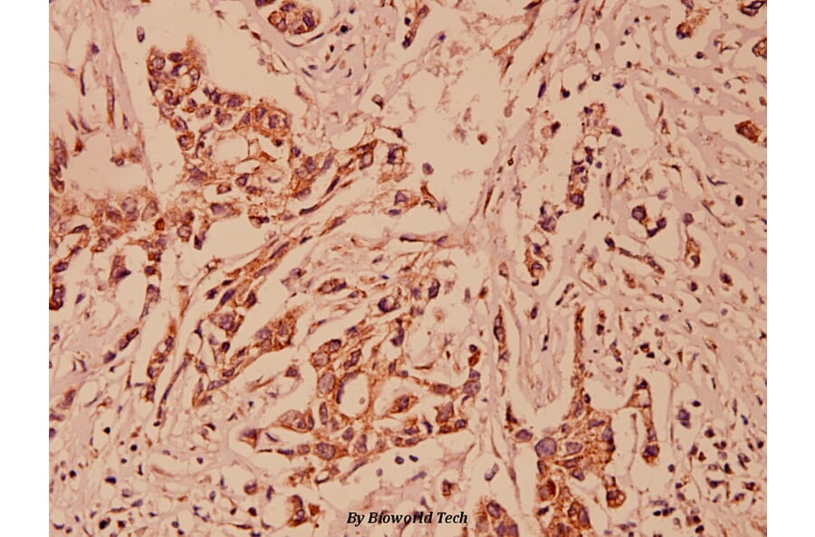 Anti-PRAF2 (L166) Antibody from Bioworld Technology (BS1195) - Antibodies.com