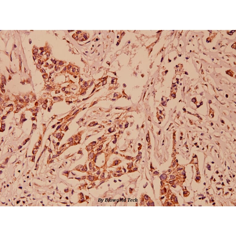 Anti-PRAF2 (L166) Antibody from Bioworld Technology (BS1195) - Antibodies.com