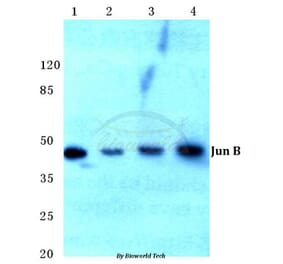 Anti-JunB (D253) Antibody from Bioworld Technology (BS1196) - Antibodies.com