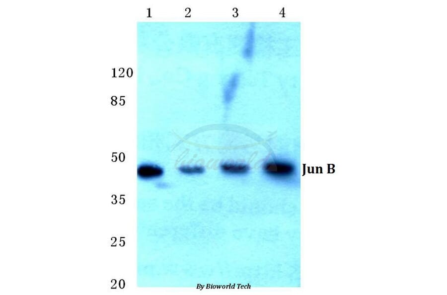 Anti-JunB (D253) Antibody from Bioworld Technology (BS1196) - Antibodies.com