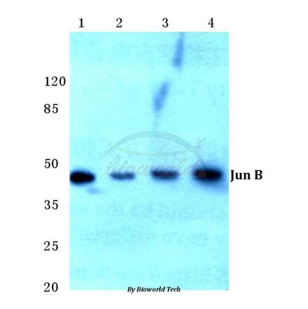 Anti-JunB (D253) Antibody from Bioworld Technology (BS1196) - Antibodies.com