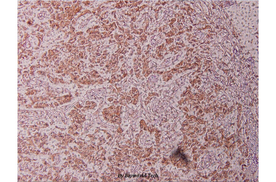 Anti-JunB (D253) Antibody from Bioworld Technology (BS1196) - Antibodies.com