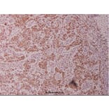 Anti-JunB (D253) Antibody from Bioworld Technology (BS1196) - Antibodies.com