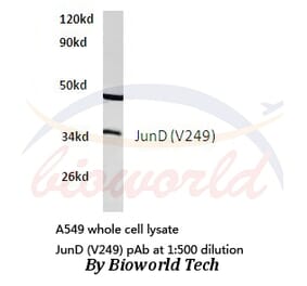 Anti-JunD (V249) Antibody from Bioworld Technology (BS1198) - Antibodies.com