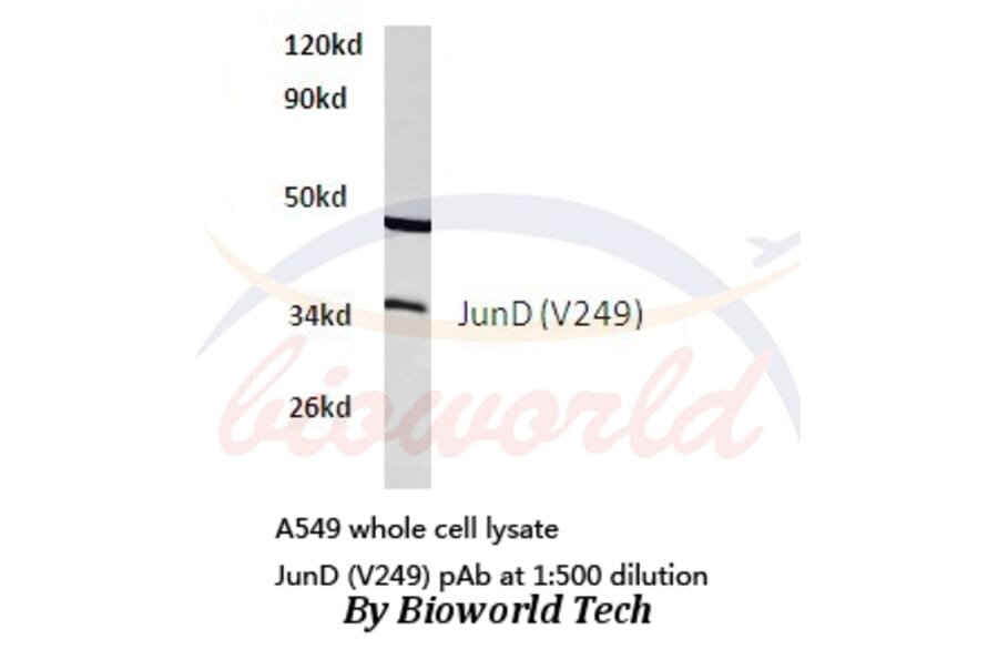 Anti-JunD (V249) Antibody from Bioworld Technology (BS1198) - Antibodies.com