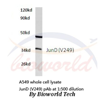 Anti-JunD (V249) Antibody from Bioworld Technology (BS1198) - Antibodies.com