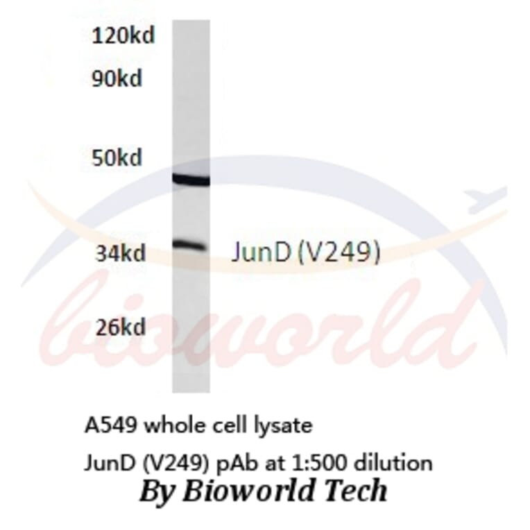 Anti-JunD (V249) Antibody from Bioworld Technology (BS1198) - Antibodies.com