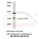 Anti-JunD (V249) Antibody from Bioworld Technology (BS1198) - Antibodies.com