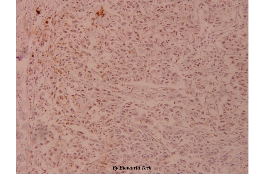 Anti-JunD (V249) Antibody from Bioworld Technology (BS1198) - Antibodies.com
