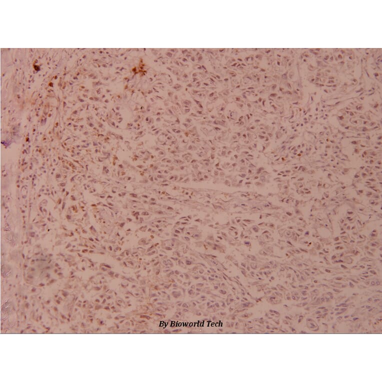 Anti-JunD (V249) Antibody from Bioworld Technology (BS1198) - Antibodies.com