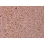 Anti-JunD (V249) Antibody from Bioworld Technology (BS1198) - Antibodies.com