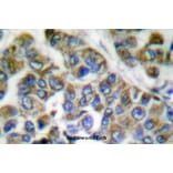 Anti-Cytokeratin 14/16 (S5) Antibody from Bioworld Technology (BS1200) - Antibodies.com