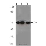 Anti-Cytokeratin 15 (T12) Antibody from Bioworld Technology (BS1201) - Antibodies.com