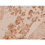 Anti-Cytokeratin 15 (T12) Antibody from Bioworld Technology (BS1201) - Antibodies.com