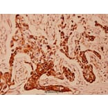 Anti-Cytokeratin 18 (T410) Antibody from Bioworld Technology (BS1204) - Antibodies.com