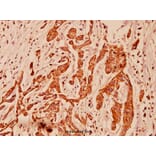 Anti-Cytokeratin 5 (S573) Antibody from Bioworld Technology (BS1208) - Antibodies.com