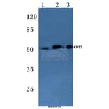 Anti-Cytokeratin 7 (L451) Antibody from Bioworld Technology (BS1209) - Antibodies.com