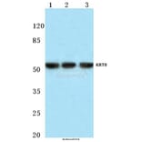 Anti-Cytokeratin 8 (V67) Antibody from Bioworld Technology (BS1211) - Antibodies.com
