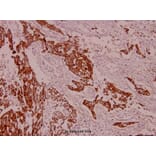 Anti-Cytokeratin 8 (V67) Antibody from Bioworld Technology (BS1211) - Antibodies.com