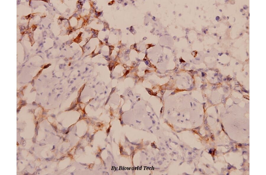 Anti-LIMK1/2 (D402) Antibody from Bioworld Technology (BS1215) - Antibodies.com