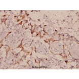 Anti-LIMK1/2 (D402) Antibody from Bioworld Technology (BS1215) - Antibodies.com