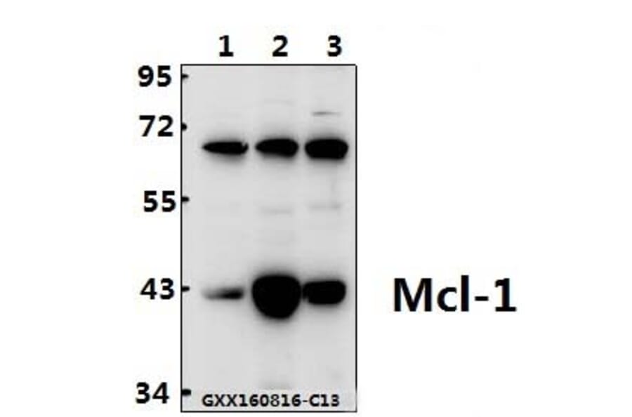 Anti-Mcl-1 (S121) Antibody from Bioworld Technology (BS1220) - Antibodies.com