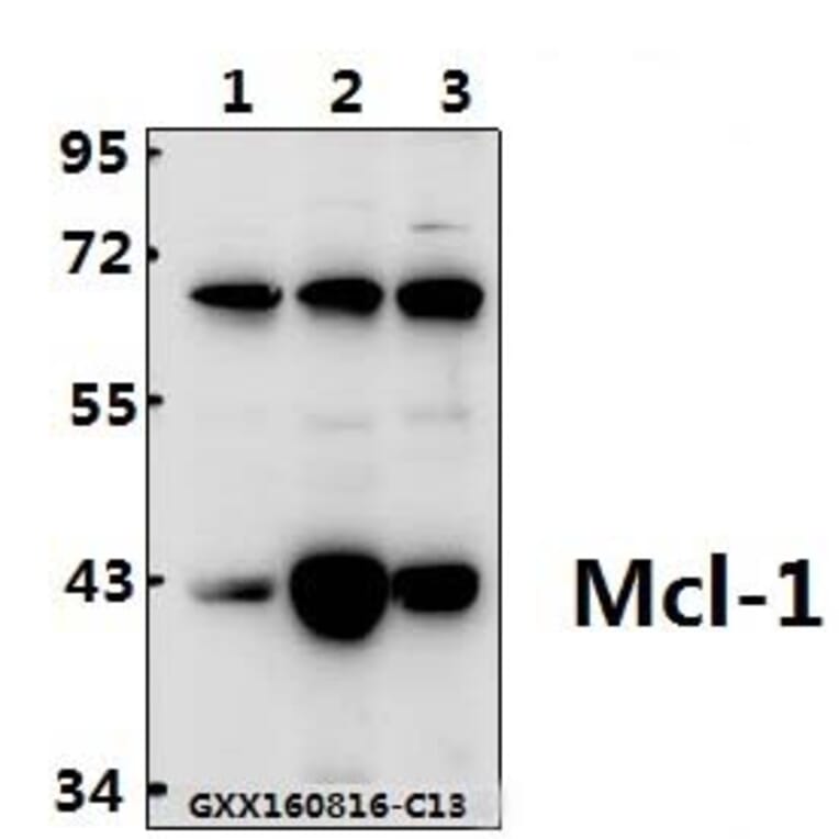 Anti-Mcl-1 (S121) Antibody from Bioworld Technology (BS1220) - Antibodies.com