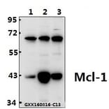 Anti-Mcl-1 (S121) Antibody from Bioworld Technology (BS1220) - Antibodies.com