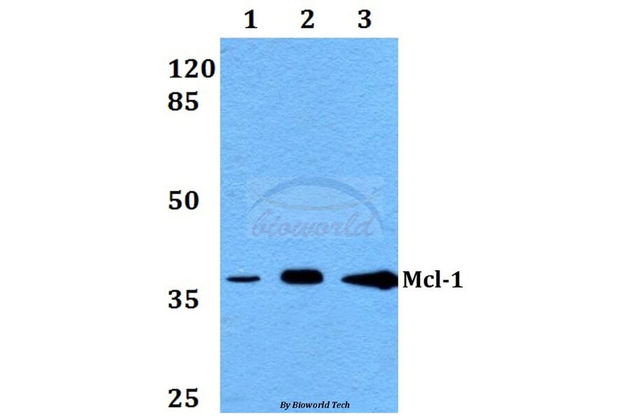 Anti-Mcl-1 (S121) Antibody from Bioworld Technology (BS1220) - Antibodies.com