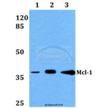 Anti-Mcl-1 (S121) Antibody from Bioworld Technology (BS1220) - Antibodies.com