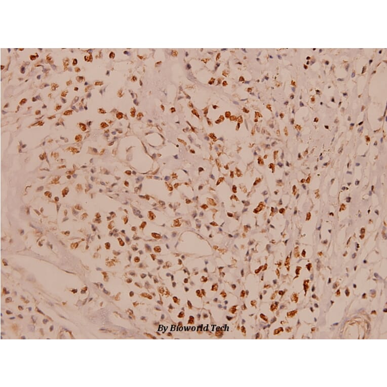 Anti-Mcl-1 (S121) Antibody from Bioworld Technology (BS1220) - Antibodies.com