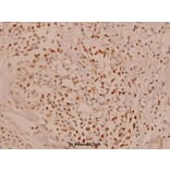 Anti-Mcl-1 (S121) Antibody from Bioworld Technology (BS1220) - Antibodies.com