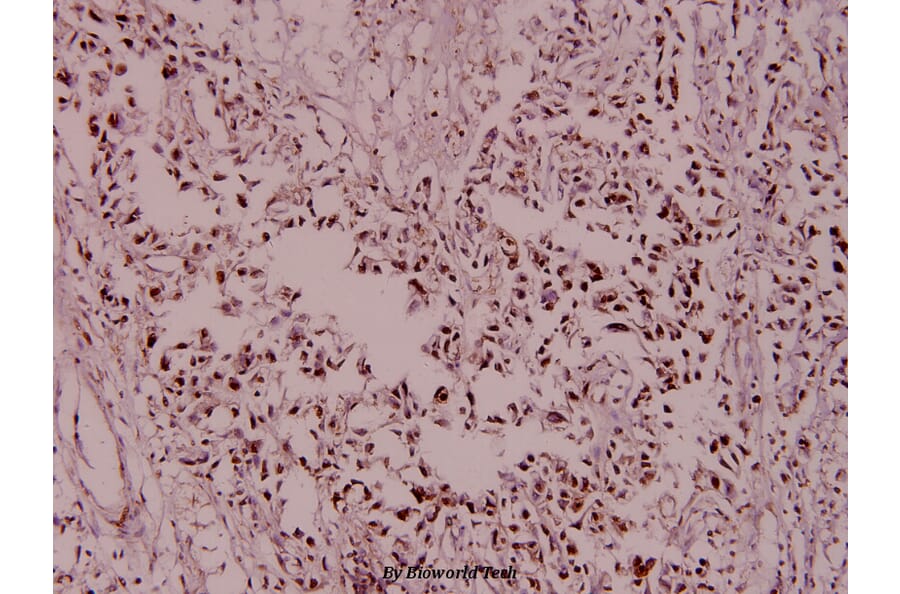 Anti-MCM2 / BM28 (A11) Antibody from Bioworld Technology (BS1221) - Antibodies.com