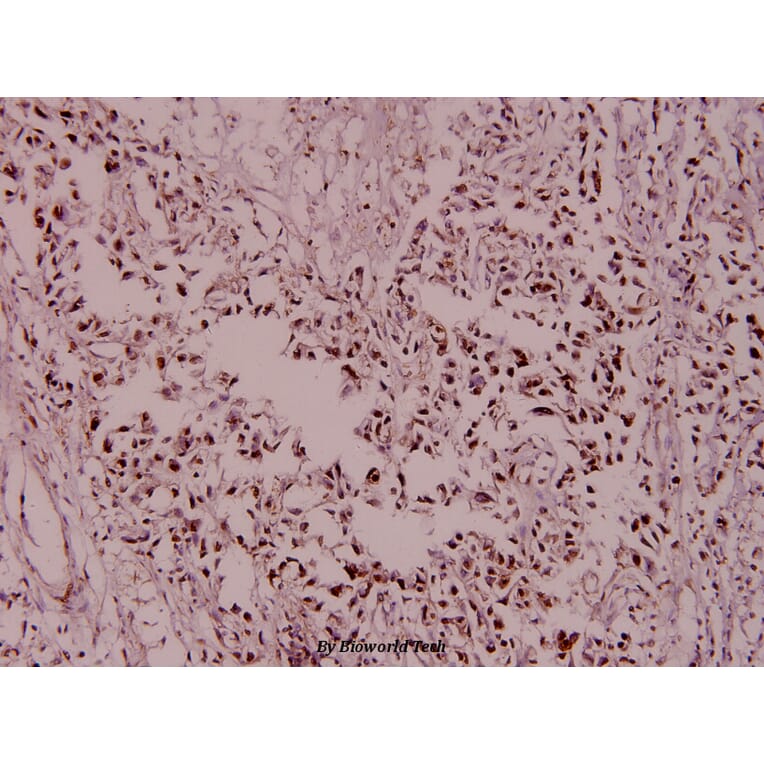 Anti-MCM2 / BM28 (A11) Antibody from Bioworld Technology (BS1221) - Antibodies.com