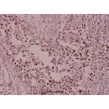Anti-MCM2 / BM28 (A11) Antibody from Bioworld Technology (BS1221) - Antibodies.com